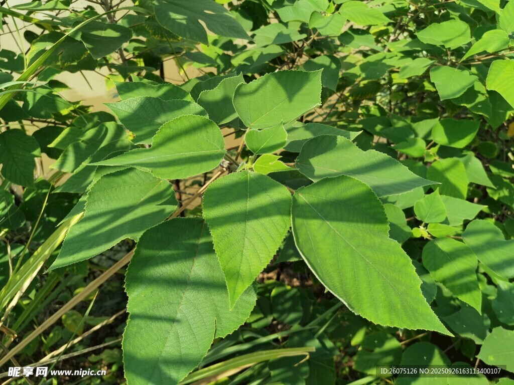 陽(yáng)光下的翠綠葉片