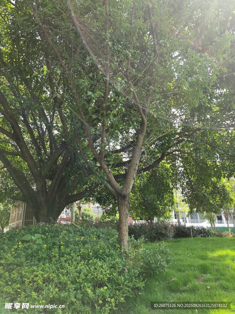 陽光照耀下的蔥郁樹林