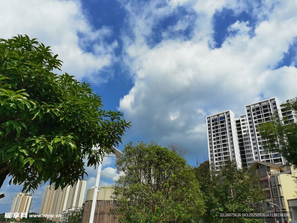 城市綠蔭與高樓景觀