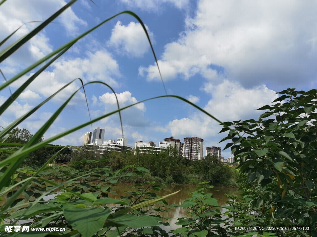 湖畔綠植與遠(yuǎn)處樓宇景觀