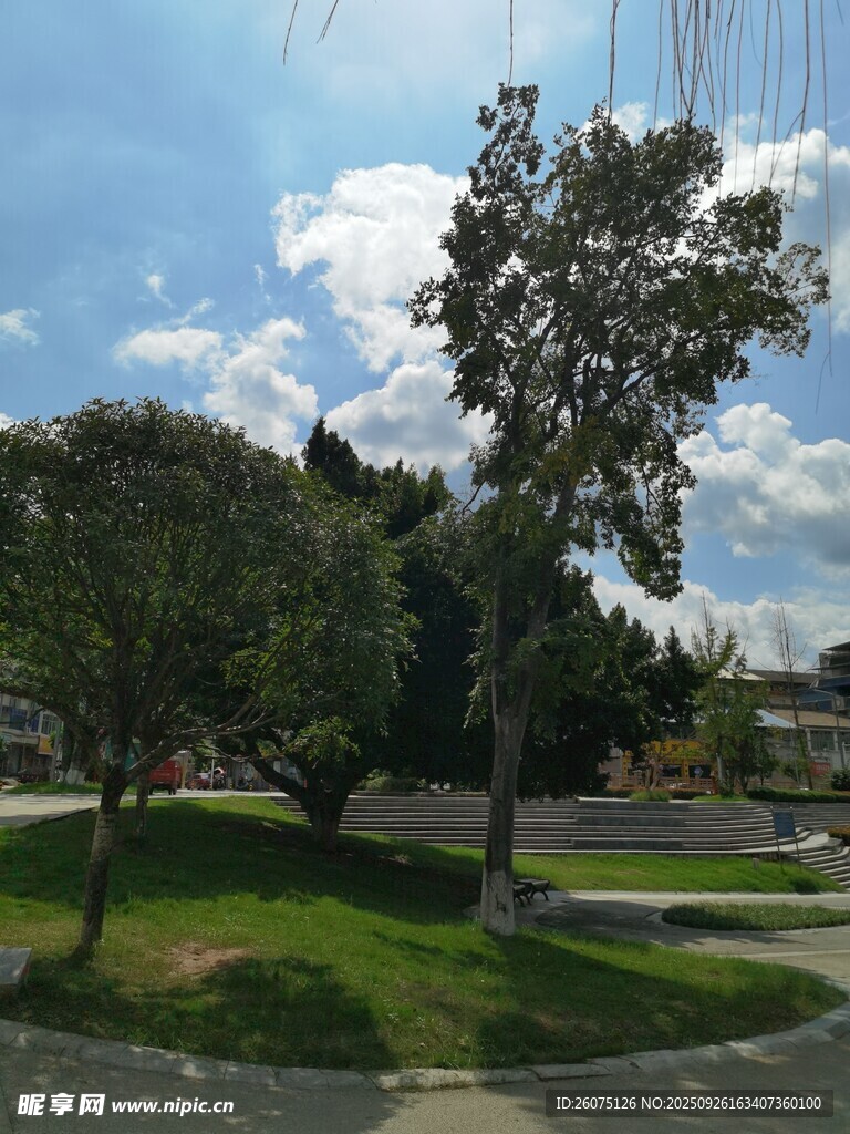 戶外綠樹成蔭的寧靜場景