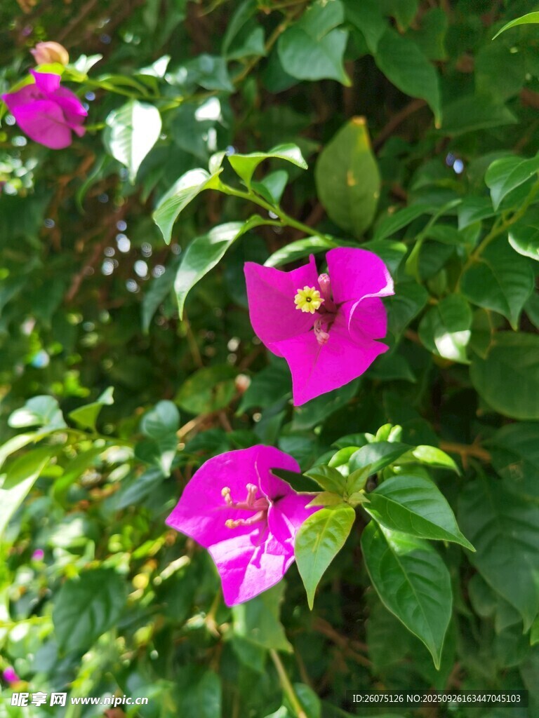 嬌艷三角梅綻放綠葉間