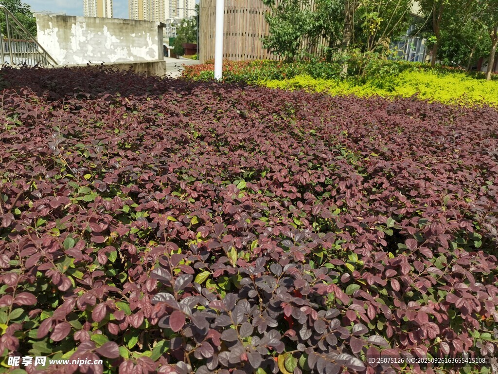 紫葉植物景觀