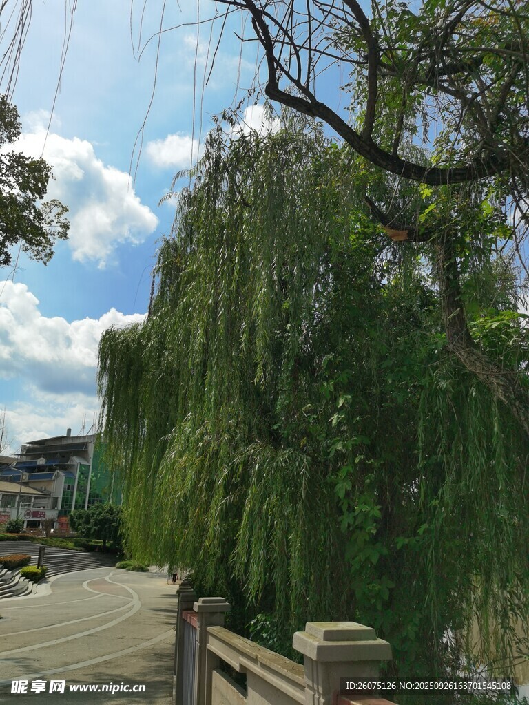 河畔垂柳悠然景致