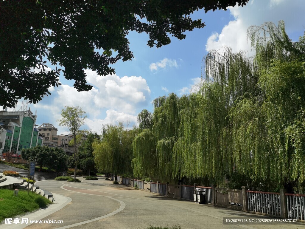 道路旁垂柳成蔭的風(fēng)景