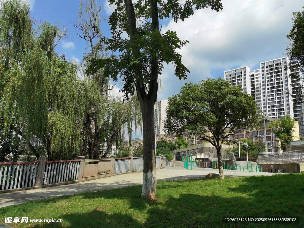 城市公園綠樹藍天景致