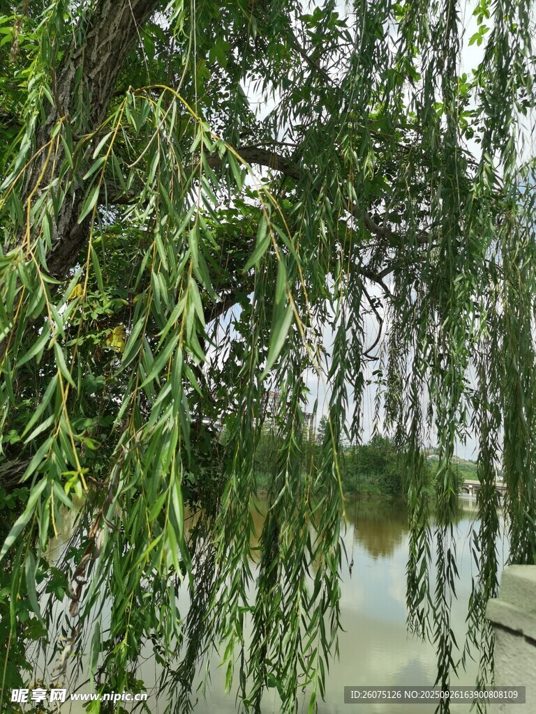 垂柳依水綠意盎然