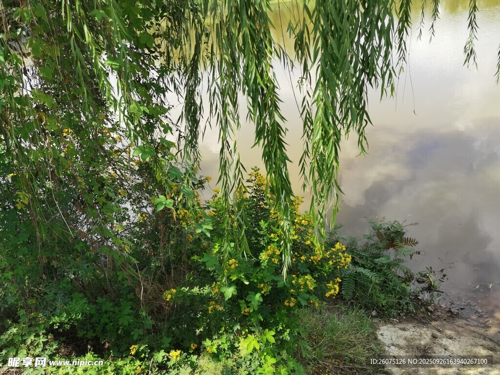 湖畔垂柳與綠植景致