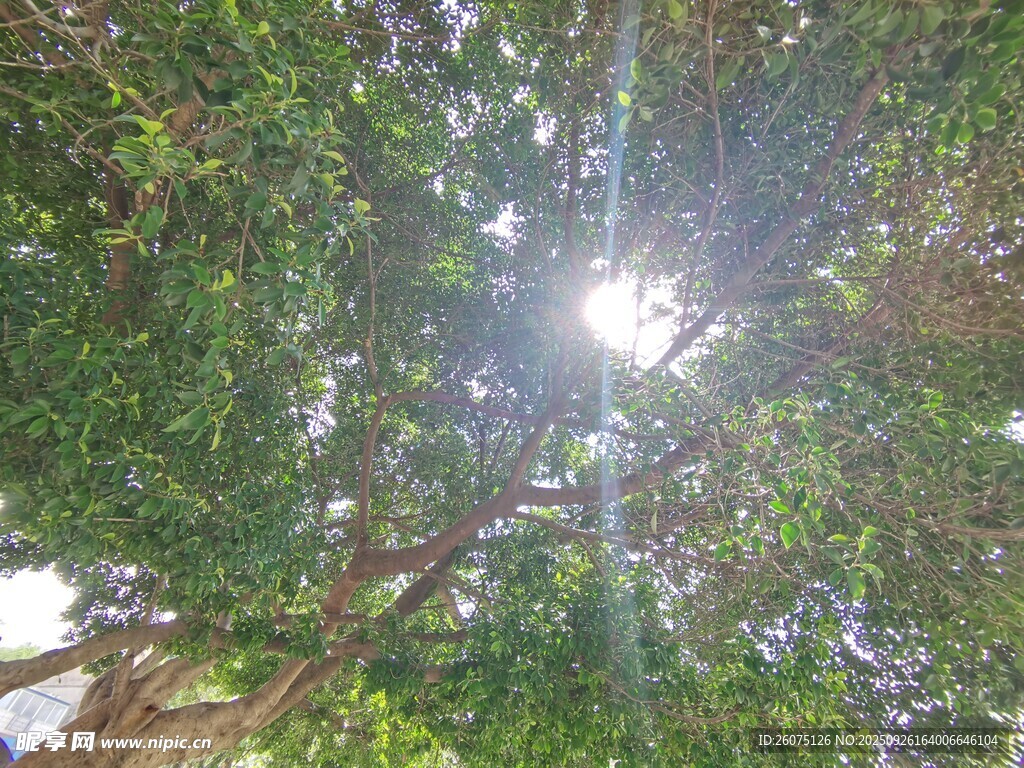 仰視茂密樹(shù)林中的陽(yáng)光