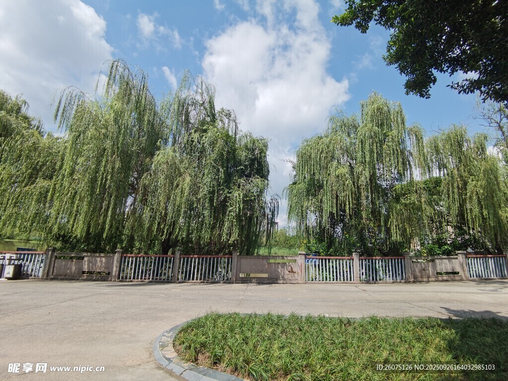 公園內(nèi)的垂柳與開(kāi)闊道路