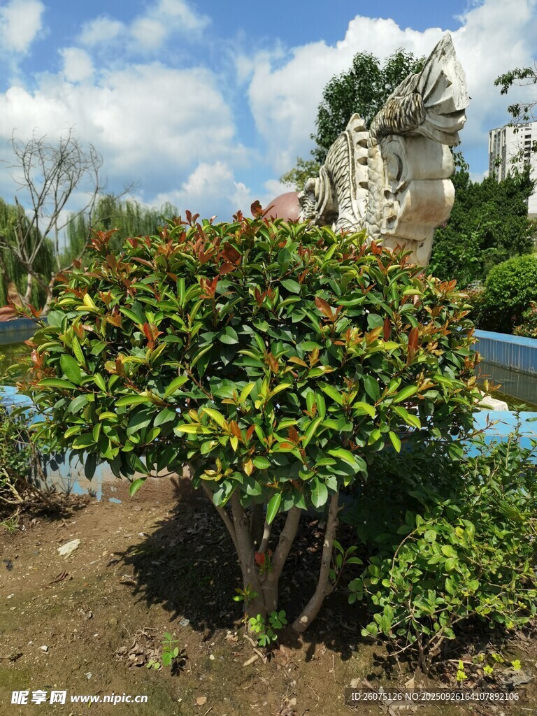 花園綠植與特色建筑景觀