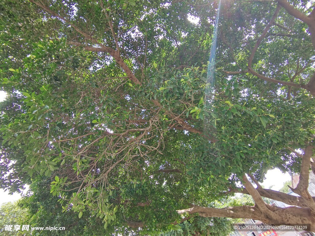繁茂綠樹(shù)間的景象
