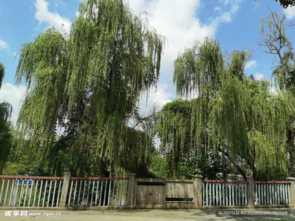 垂柳下的寧靜庭院
