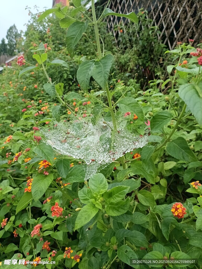 綠葉叢中的晶瑩蛛網(wǎng)