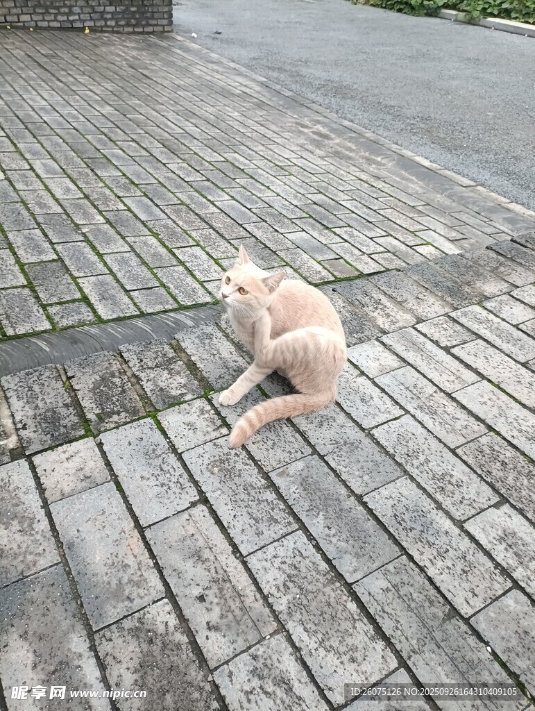 路邊休憩的淺色貓咪