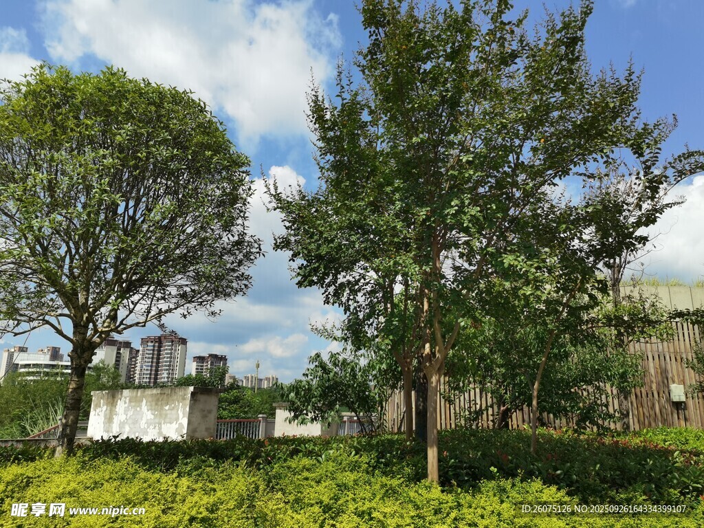 戶外綠樹(shù)環(huán)繞的景致