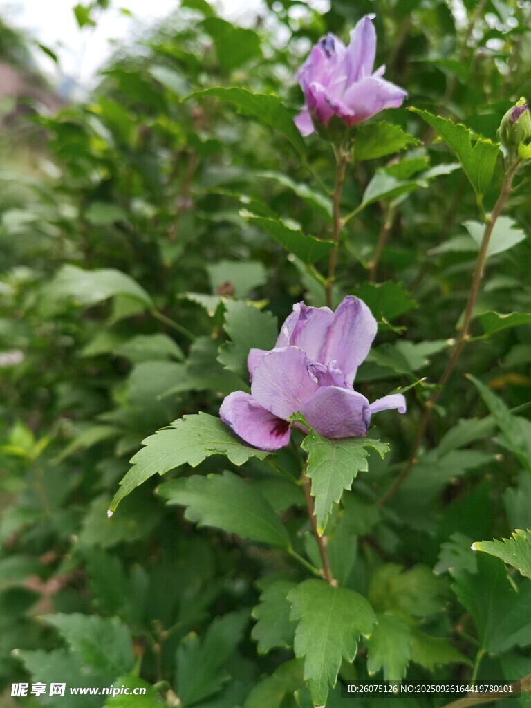 兩朵紫色綻放的美麗花朵