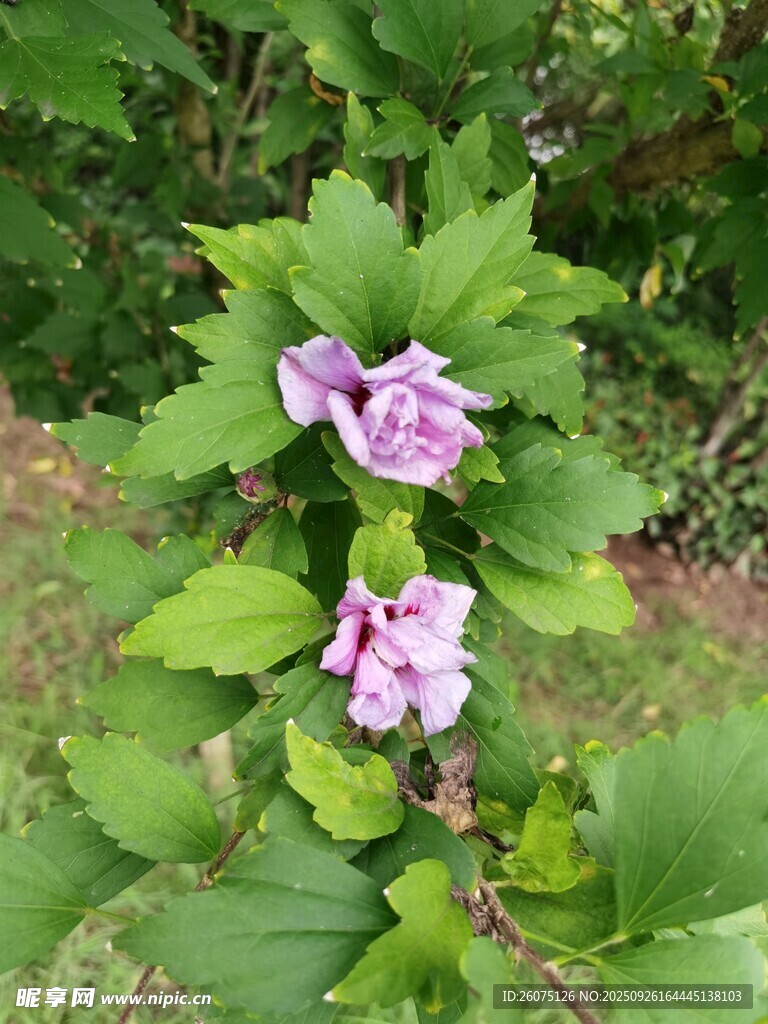 綠葉間綻放的紫色花朵