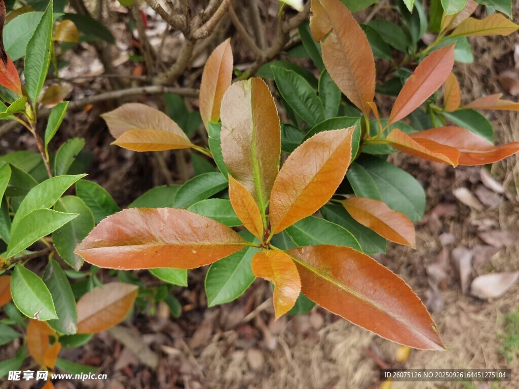 多彩葉片植物特寫