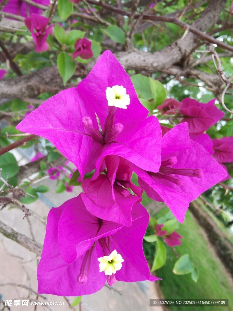 艷麗三角梅綻放