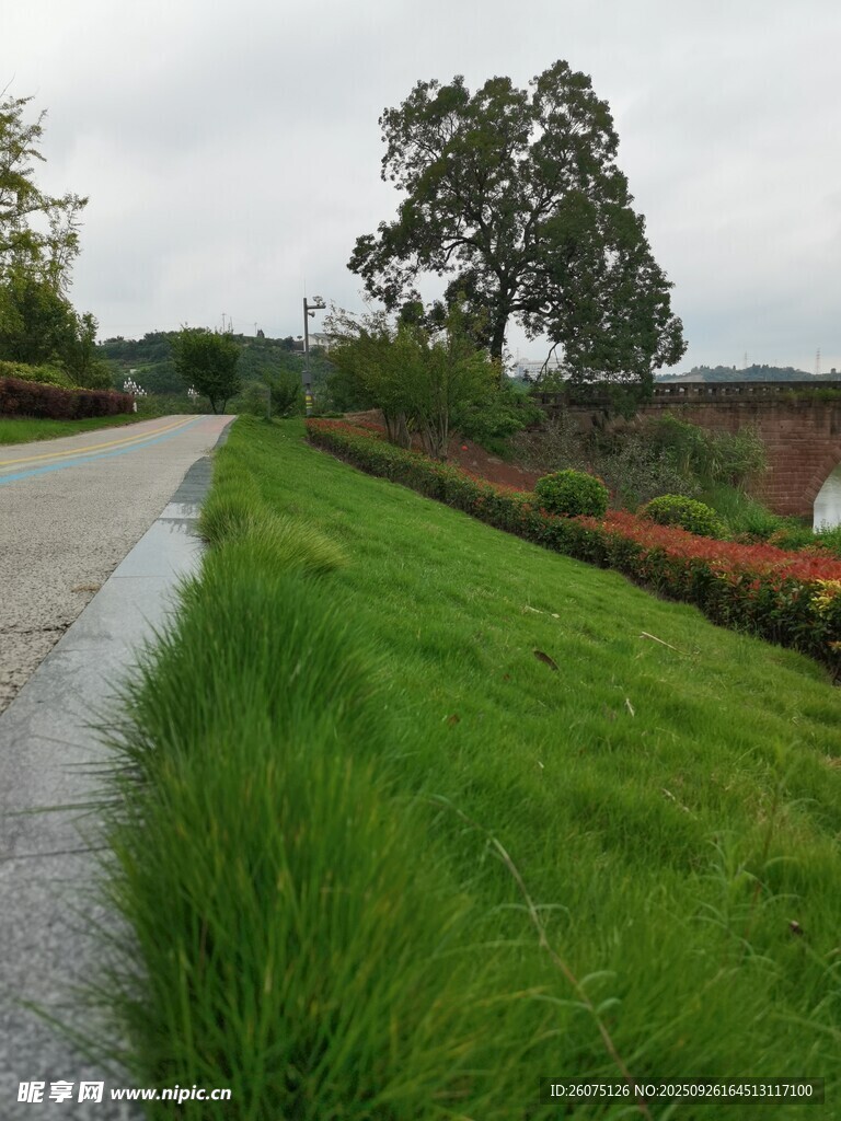 路邊翠綠草地與多彩花卉