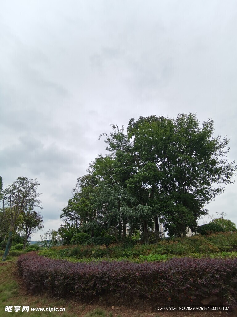 郊外綠意盎然的樹(shù)木景觀