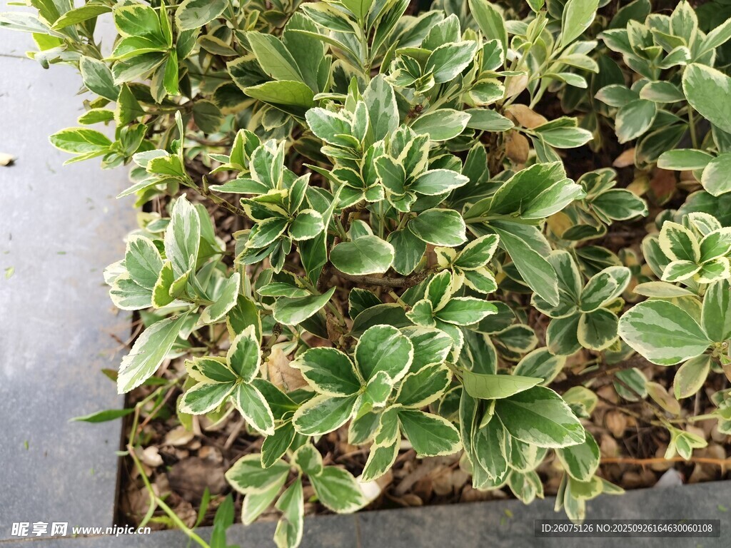 綠葉植物盆栽特寫