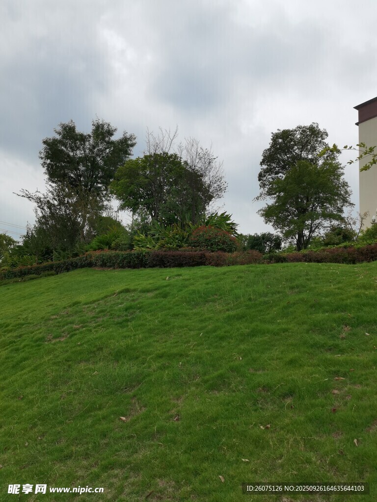 綠意盎然的戶外草地景觀