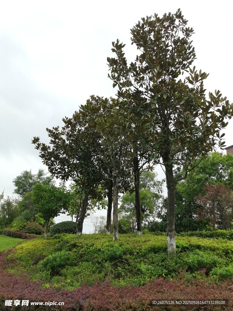戶外樹林綠植自然景觀