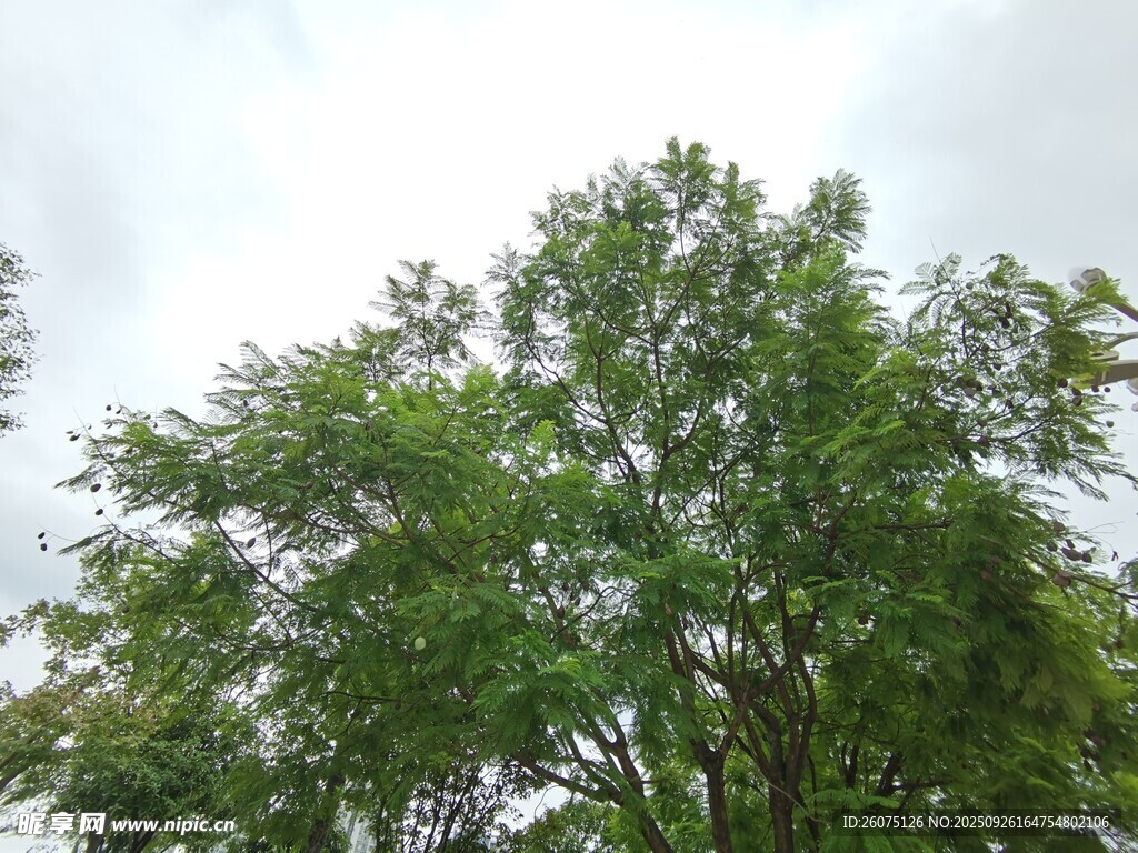 綠葉繁茂的高大樹(shù)木