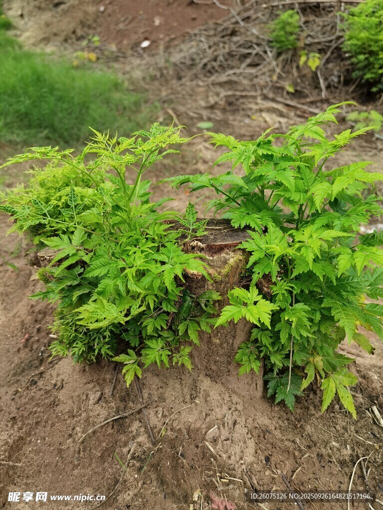 嫩綠植物扎根于泥土中