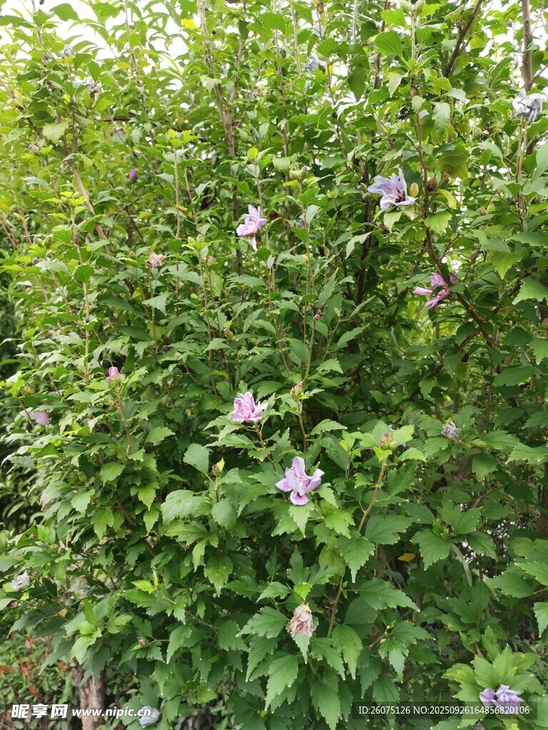 綠葉叢中綻放的紫色小花