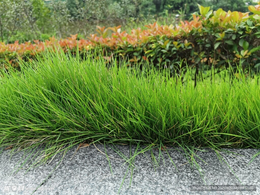 翠綠草叢與多彩花卉景觀