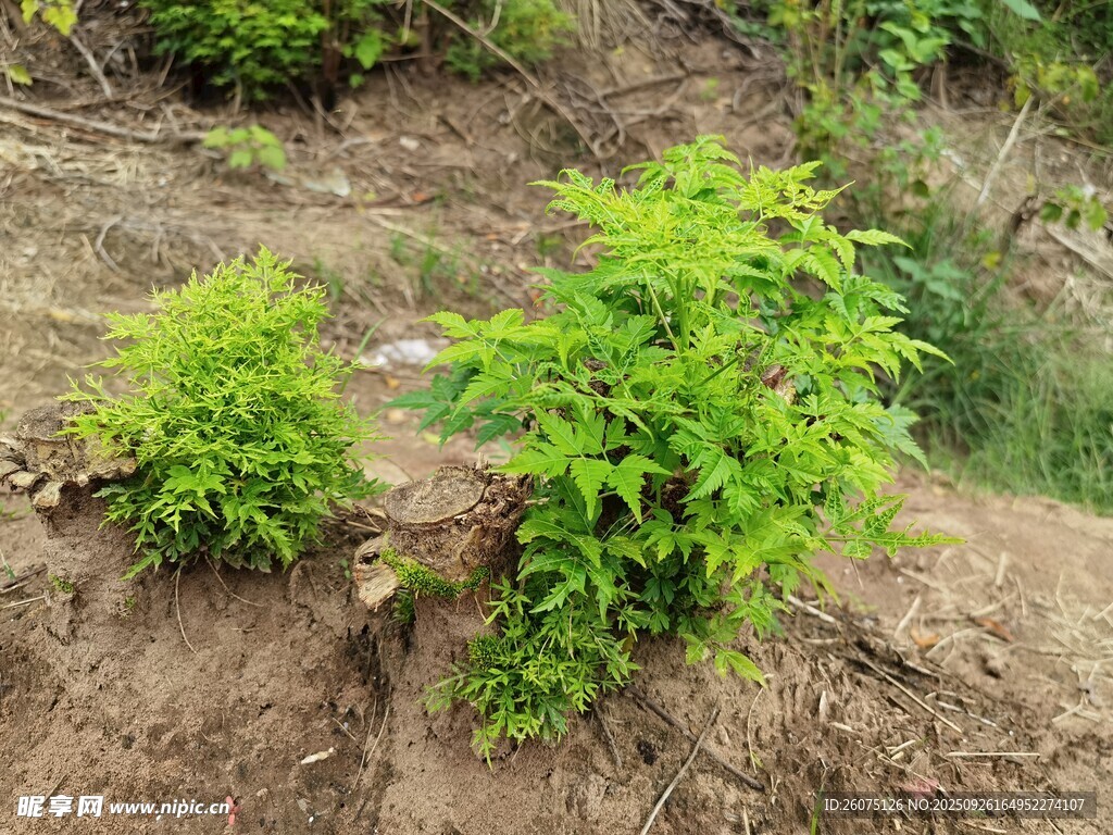 山坡上的翠綠植物
