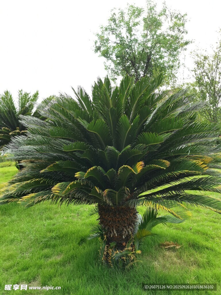 戶外翠綠蘇鐵植物景觀