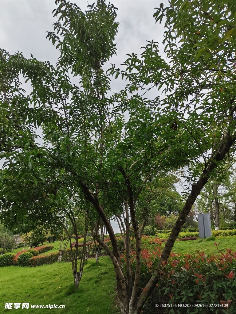綠意盎然的戶外樹木景觀