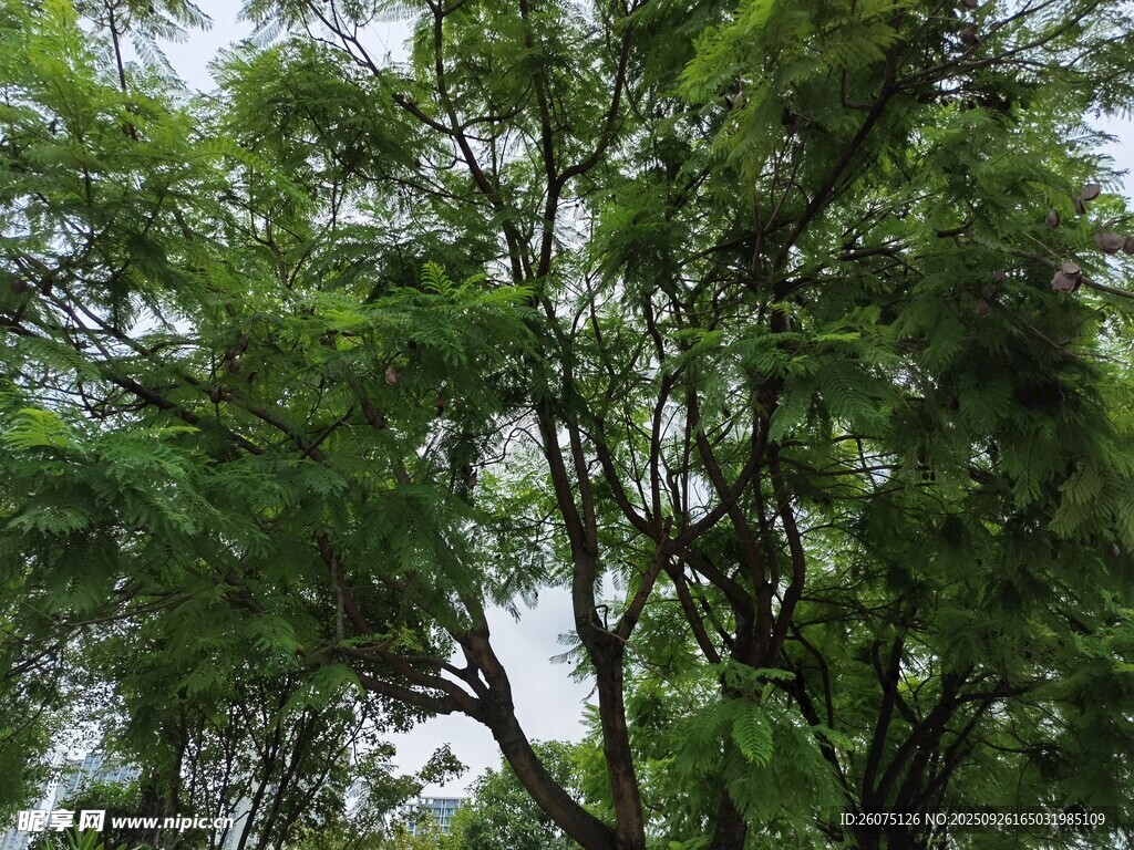 繁茂綠樹展現(xiàn)自然生機