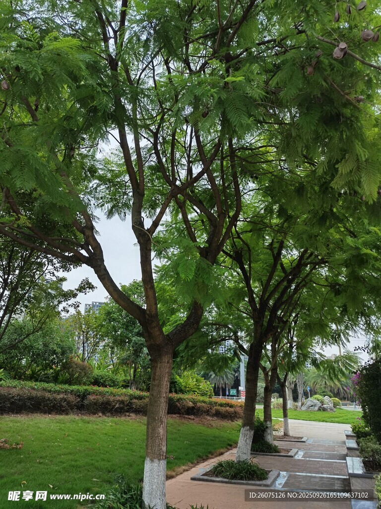 林蔭小道綠意盎然的景致