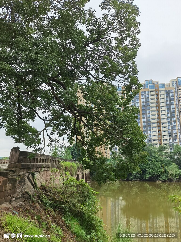 河畔綠樹與遠(yuǎn)處高樓景觀