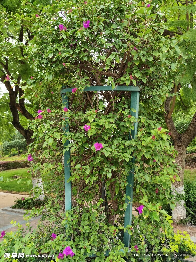 花園中繁茂的綠植花架