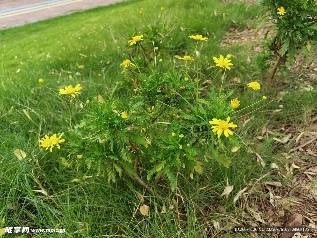 草地上的黃色小花綻放