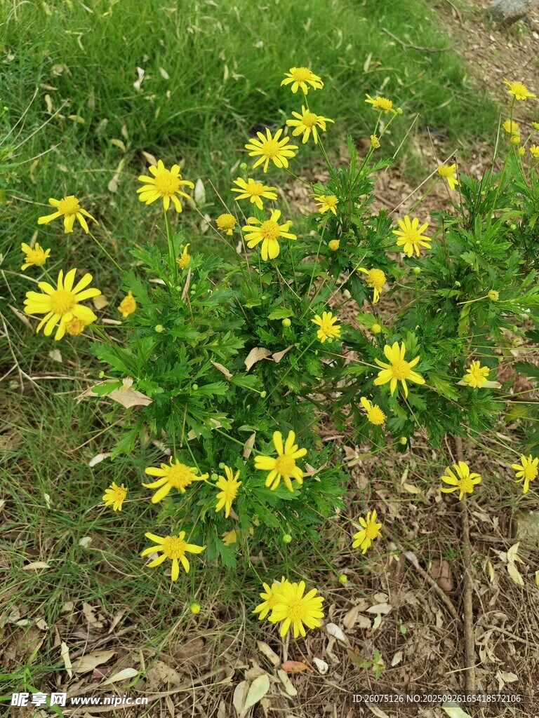 草地上的黃色小花