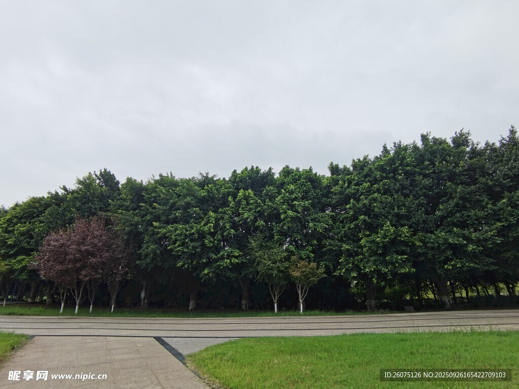 公園綠樹成蔭的寧靜景致