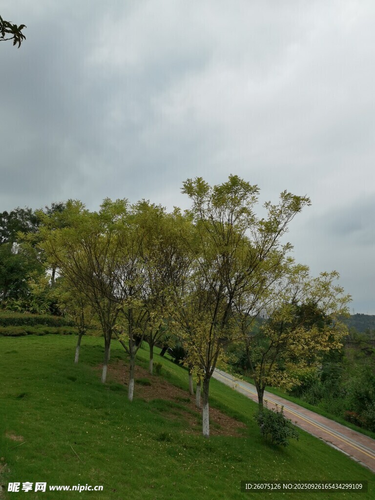 綠樹成蔭的草地景觀