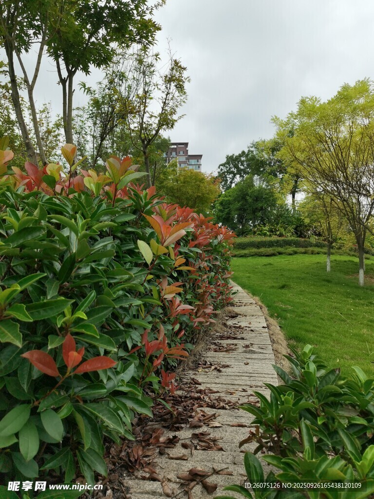 花園中的石板小徑
