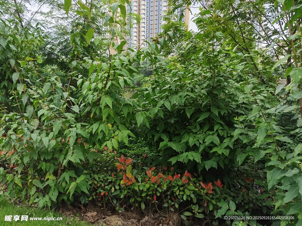 繁茂綠植中的鮮艷花朵