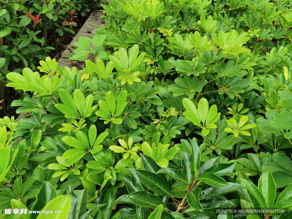 翠綠繁茂的灌木叢景觀