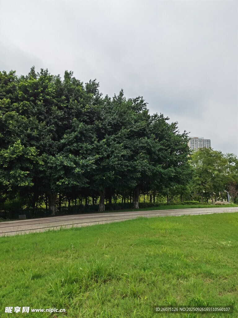 綠意盎然的草地與樹林