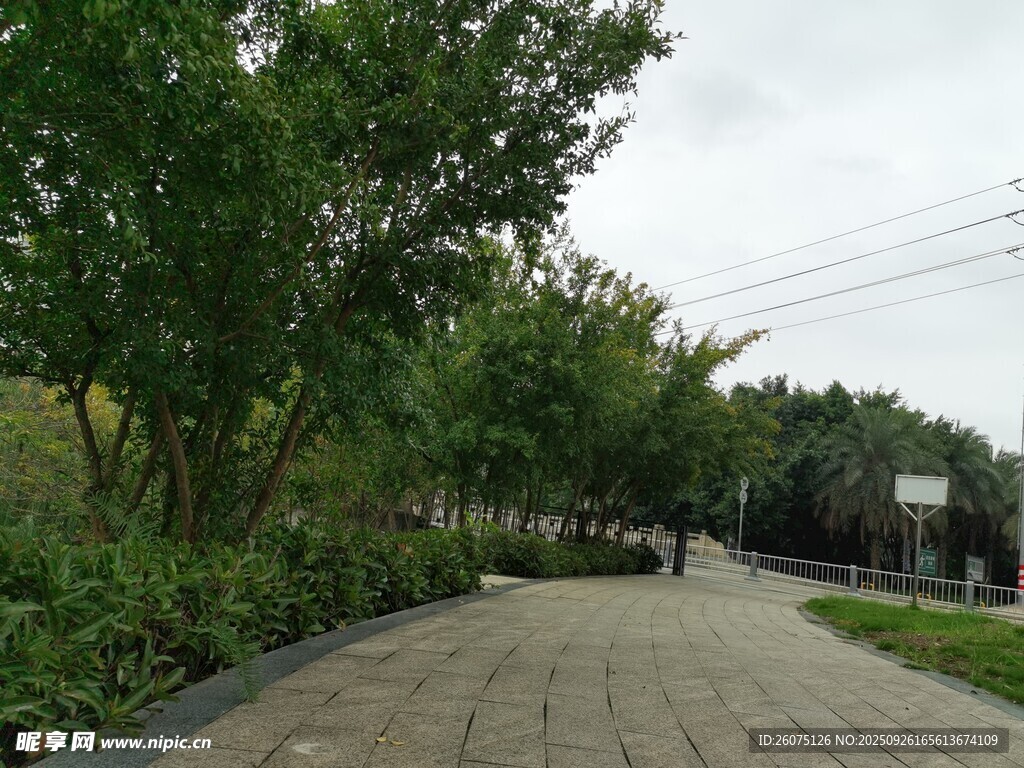 林間步道靜謐自然景觀