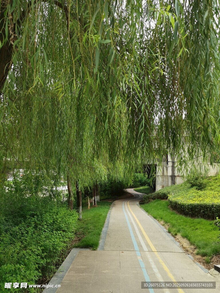 林蔭小道綠意盎然的景致